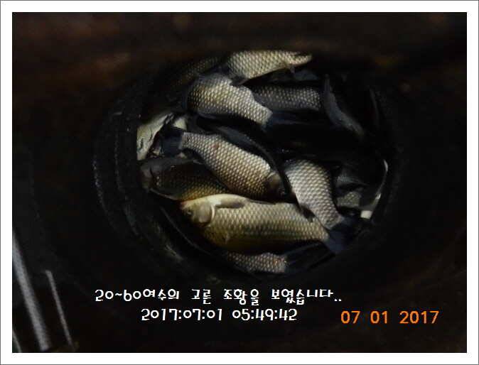 도심속의 작은 쉼터 화성 관리낚시터입니다Dae Bak (유료터정보 - 유료터점주조황)
