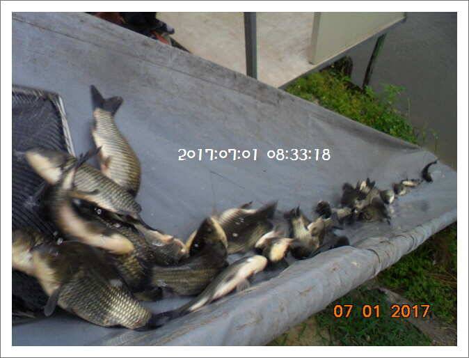 도심속의 작은 쉼터 화성 관리낚시터입니다Dae Bak (유료터정보 - 유료터점주조황)