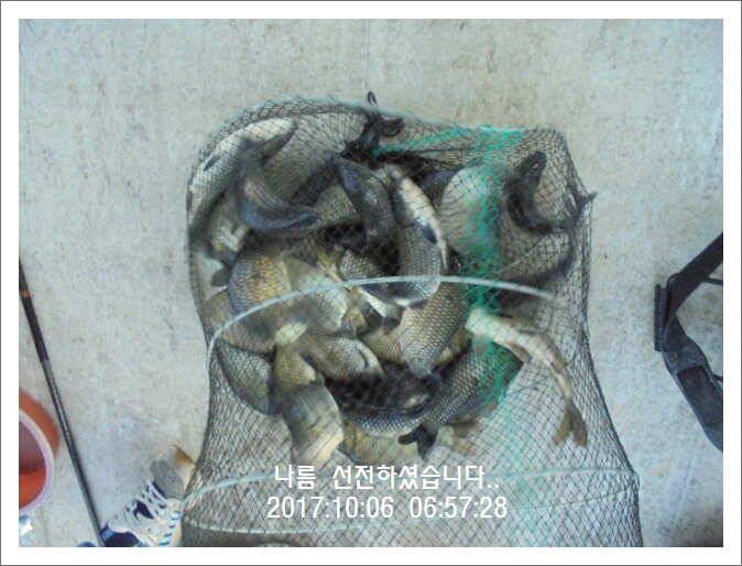 도심속의 작은 쉼터 화성 관리 낚시터입니다초 저녁 입질이 좋습니다 (유료터정보 - 유료터점주조황)