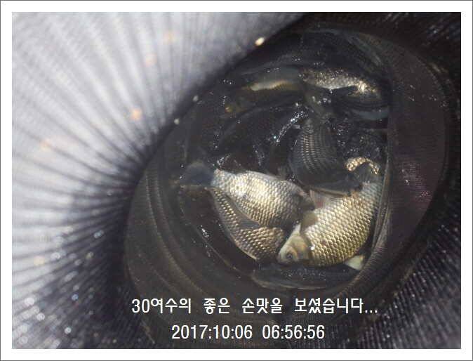 도심속의 작은 쉼터 화성 관리 낚시터입니다초 저녁 입질이 좋습니다 (유료터정보 - 유료터점주조황)