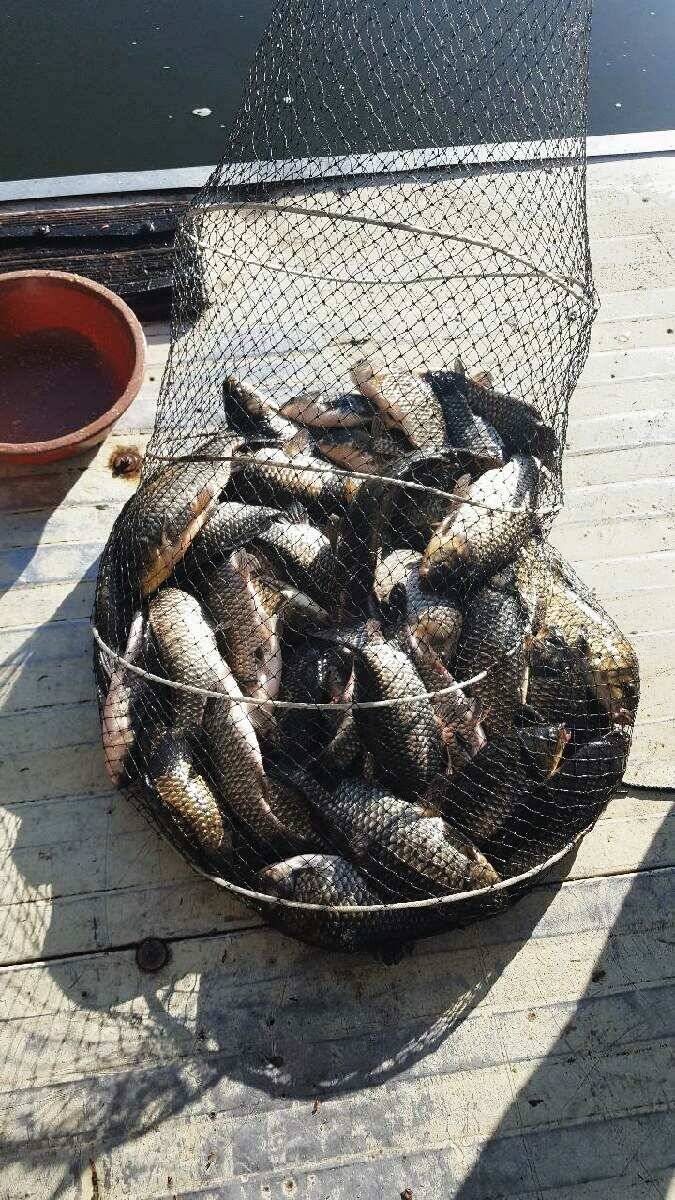 fish_pay_edf7b_030834_55649.jpg