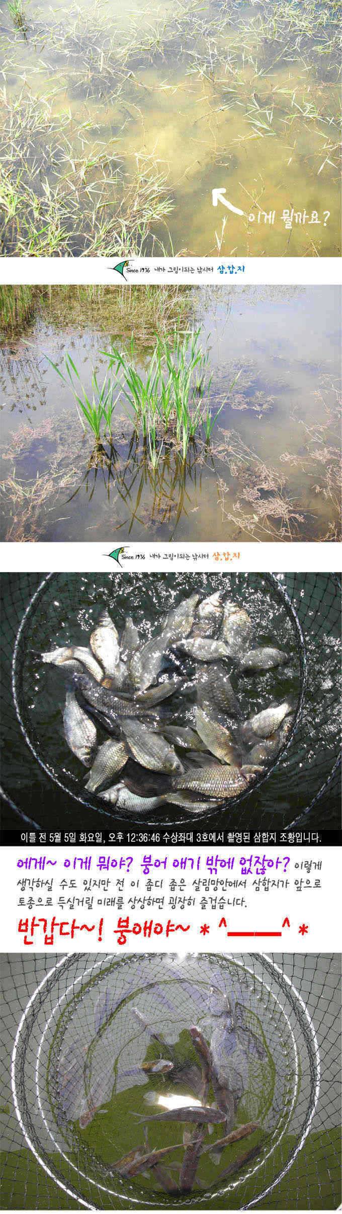 ■■ 삼합지 ■■ 신비한 물고기 (유료터정보 - 유료터점주조황)
