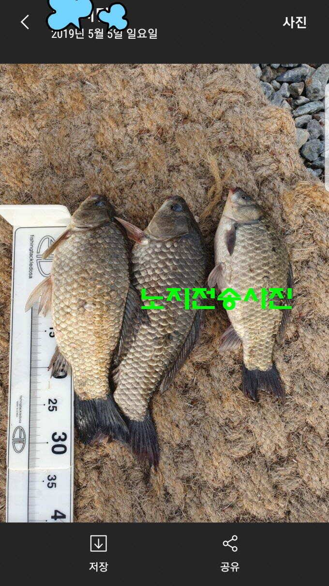 신원낚시터 토종대물 4짜가 풍년입니다풍년 (유료터정보 - 유료터점주조황)