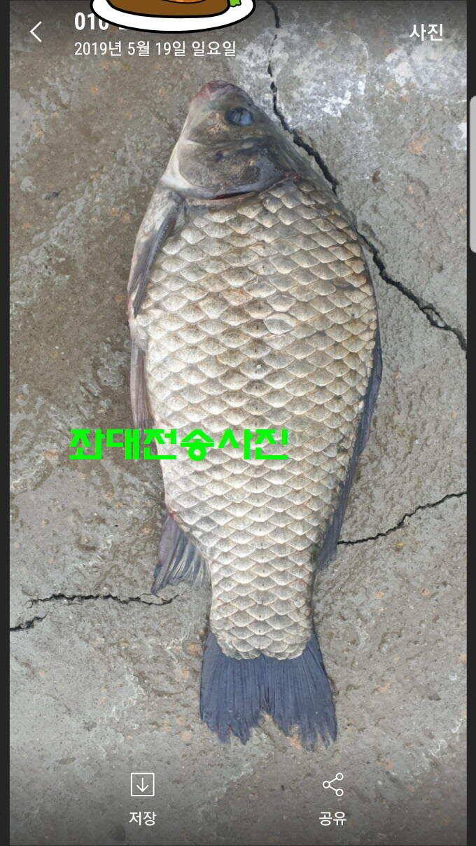 신원낚시터 토종대물 소식입니다 (유료터정보 - 유료터점주조황)