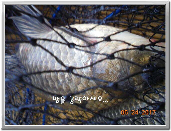 도심속의 작은 쉼터 화성 관리 낚시터입니다밤 밤 밤이 좋습니다 (유료터정보 - 유료터점주조황)