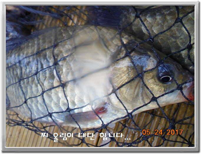 도심속의 작은 쉼터 화성 관리 낚시터입니다밤 밤 밤이 좋습니다 (유료터정보 - 유료터점주조황)