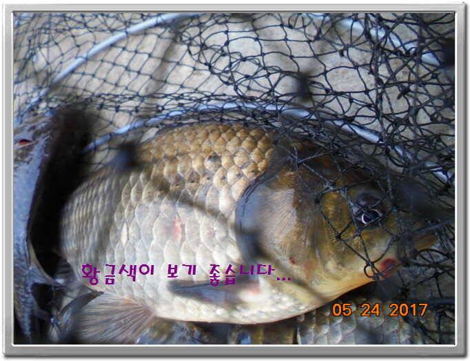 도심속의 작은 쉼터 화성 관리 낚시터입니다밤 밤 밤이 좋습니다 (유료터정보 - 유료터점주조황)