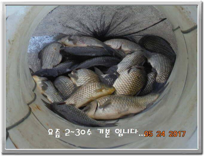 도심속의 작은 쉼터 화성 관리 낚시터입니다밤 밤 밤이 좋습니다 (유료터정보 - 유료터점주조황)