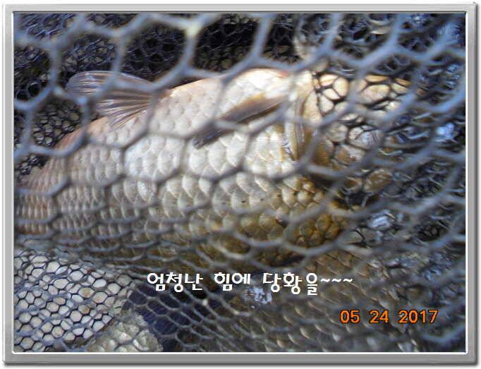 도심속의 작은 쉼터 화성 관리 낚시터입니다밤 밤 밤이 좋습니다 (유료터정보 - 유료터점주조황)