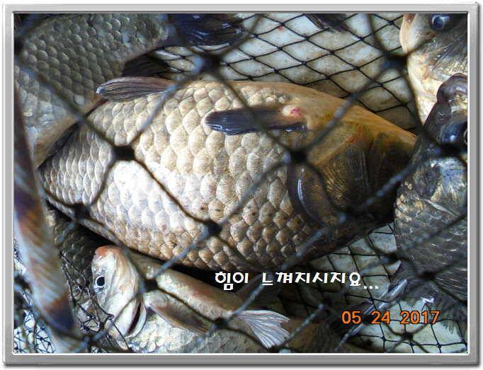 도심속의 작은 쉼터 화성 관리 낚시터입니다밤 밤 밤이 좋습니다 (유료터정보 - 유료터점주조황)
