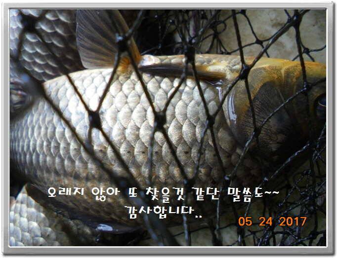 도심속의 작은 쉼터 화성 관리 낚시터입니다밤 밤 밤이 좋습니다 (유료터정보 - 유료터점주조황)