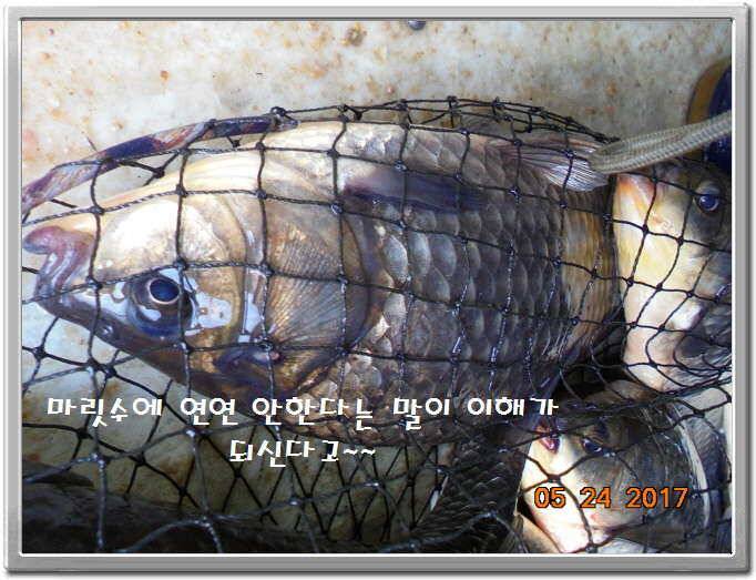 도심속의 작은 쉼터 화성 관리 낚시터입니다밤 밤 밤이 좋습니다 (유료터정보 - 유료터점주조황)