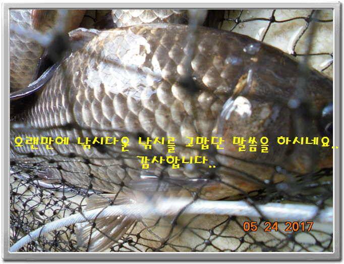 도심속의 작은 쉼터 화성 관리 낚시터입니다밤 밤 밤이 좋습니다 (유료터정보 - 유료터점주조황)