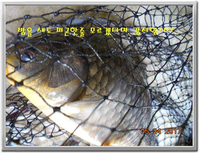 도심속의 작은 쉼터 화성 관리 낚시터입니다밤 밤 밤이 좋습니다 (유료터정보 - 유료터점주조황)