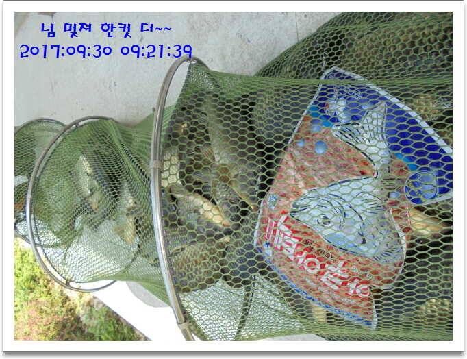 도심속의 작은 쉼터 화성 관리 낚시터입니다긴연휴도 끝인가 봅니다 (유료터정보 - 유료터점주조황)