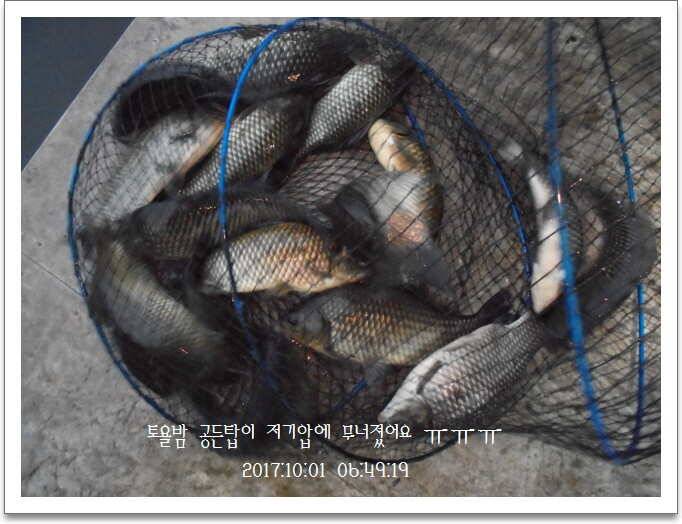 도심속의 작은 쉼터 화성 관리 낚시터입니다긴연휴도 끝인가 봅니다 (유료터정보 - 유료터점주조황)