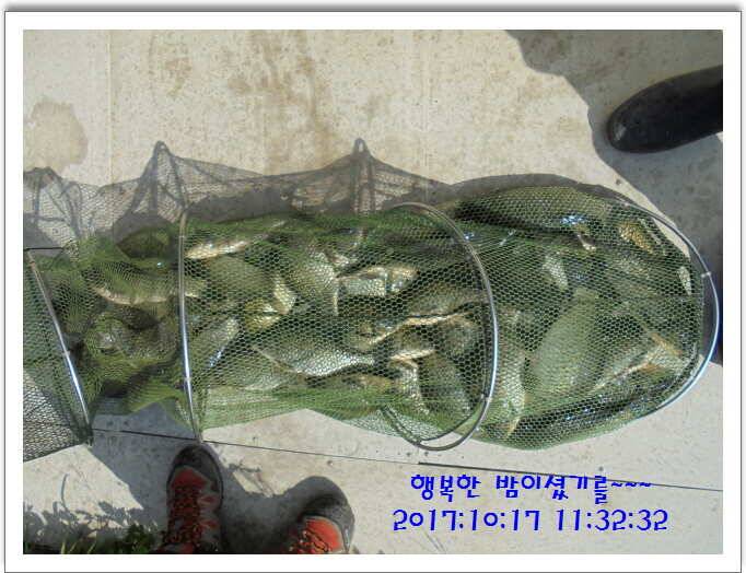 도심속의 작은 쉼터 화성 관리 낚시터입니다대물들 움직임이 심상치 않습니다 (유료터정보 - 유료터점주조황)