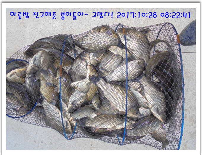 도심속의 작은 쉼터 화성 관리낚시터입니다10월의 마지막 날입니다 (유료터정보 - 유료터점주조황)