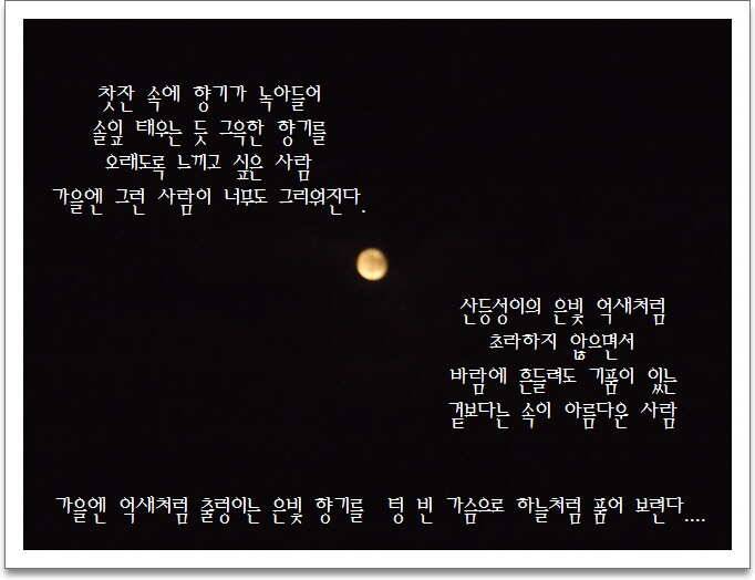 도심속의 작은 쉼터 화성 관리 낚시터입니다가을의 끝자락 (유료터정보 - 유료터점주조황)