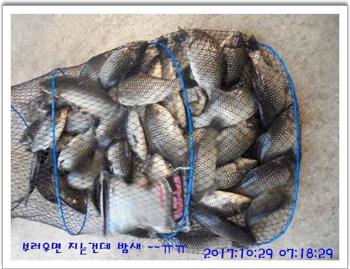 도심속의 작은 쉼터 화성 관리낚시터입니다10월의 마지막 날입니다 (유료터정보 - 유료터점주조황)