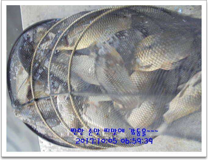 도심속의 작은 쉼터 화성 관리 낚시터입니다기온이 뚝 (유료터정보 - 유료터점주조황)