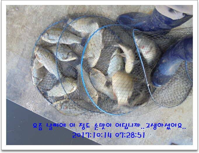 도심속의 작은 쉼터 화성 관리 낚시터입니다대물 기운 받아 가세요 (유료터정보 - 유료터점주조황)