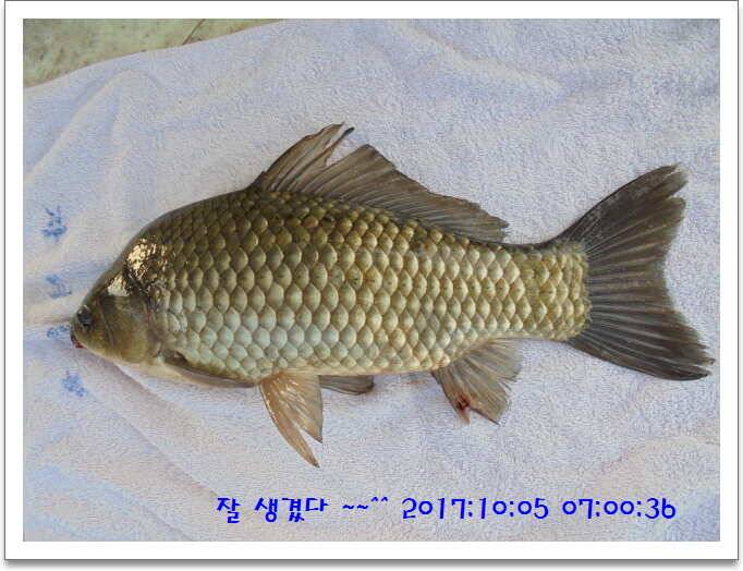 도심속의 작은 쉼터 화성 관리 낚시터입니다기온이 뚝 (유료터정보 - 유료터점주조황)