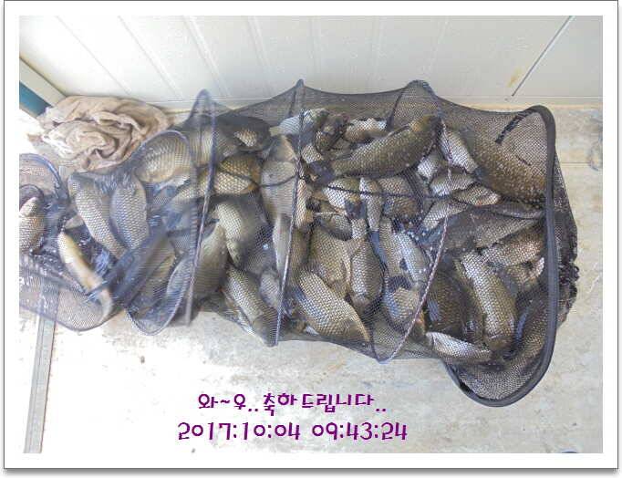 도심속의 작은 쉼터 화성 관리 낚시터입니다기온이 뚝 (유료터정보 - 유료터점주조황)