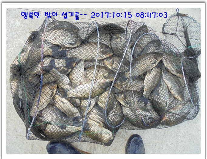 도심속의 작은 쉼터 화성 관리 낚시터입니다 (유료터정보 - 유료터점주조황)