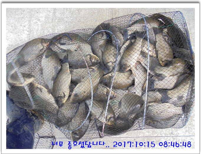 도심속의 작은 쉼터 화성 관리 낚시터입니다 (유료터정보 - 유료터점주조황)