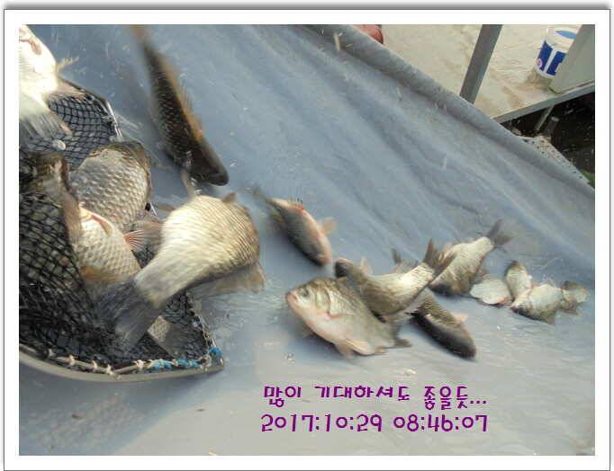 도심속의 작은 쉼터 화성 관리 낚시터입니다밤의 열기속으로 (유료터정보 - 유료터점주조황)