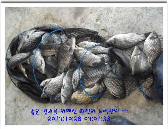 도심속의 작은 쉼터 화성 관리낚시터입니다10월의 마지막 날입니다 (유료터정보 - 유료터점주조황)