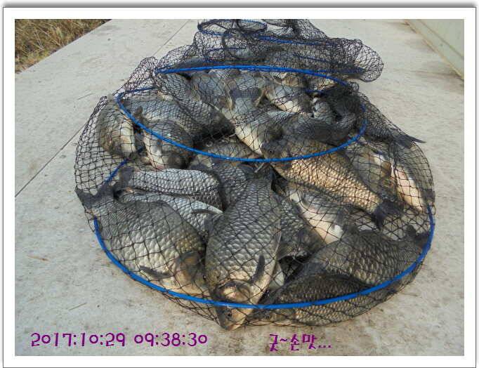 도심속의 작은 쉼터 화성 관리 낚시터입니다밤의 열기속으로 (유료터정보 - 유료터점주조황)