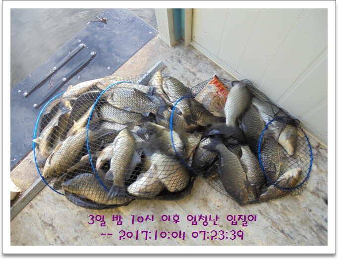 도심속의 작은 쉼터 화성 관리 낚시터입니다기온이 뚝 (유료터정보 - 유료터점주조황)