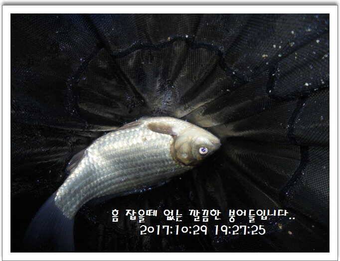 도심속의 작은 쉼터 화성 관리 낚시터입니다밤의 열기속으로 (유료터정보 - 유료터점주조황)