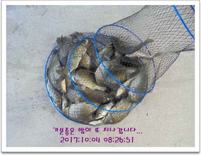 도심속의 작은 쉼터 화성 관리 낚시터입니다기온이 뚝 (유료터정보 - 유료터점주조황)