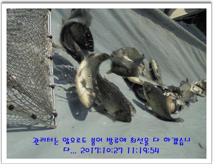 도심속의 작은 쉼터 화성 관리낚시터입니다10월의 마지막 날입니다 (유료터정보 - 유료터점주조황)