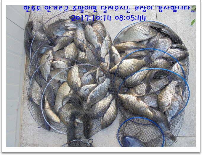 도삼속의 작은 쉼터 화성 관리 낚시터입니다 (유료터정보 - 유료터점주조황)