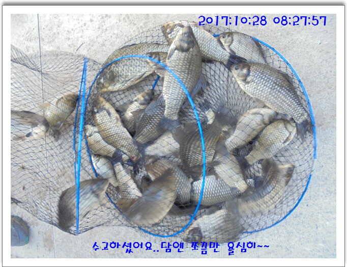 도심속의 작은 쉼터 화성 관리낚시터입니다10월의 마지막 날입니다 (유료터정보 - 유료터점주조황)