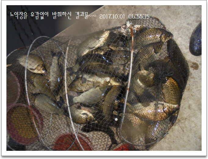 도심속의 작은 쉼터 화성 관리 낚시터입니다긴연휴도 끝인가 봅니다 (유료터정보 - 유료터점주조황)