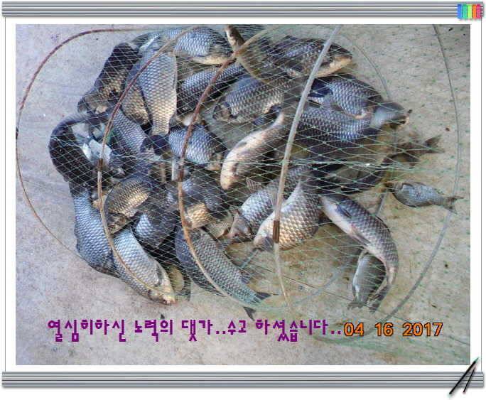 도심속의 작은 쉼터 화성 관리 낚시터입니다역사 한번 만들어 보자구요 (유료터정보 - 유료터점주조황)