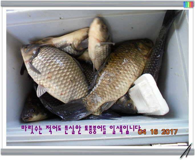 도심속의 작은 쉼터 화성 관리 낚시터입니다역사 한번 만들어 보자구요 (유료터정보 - 유료터점주조황)