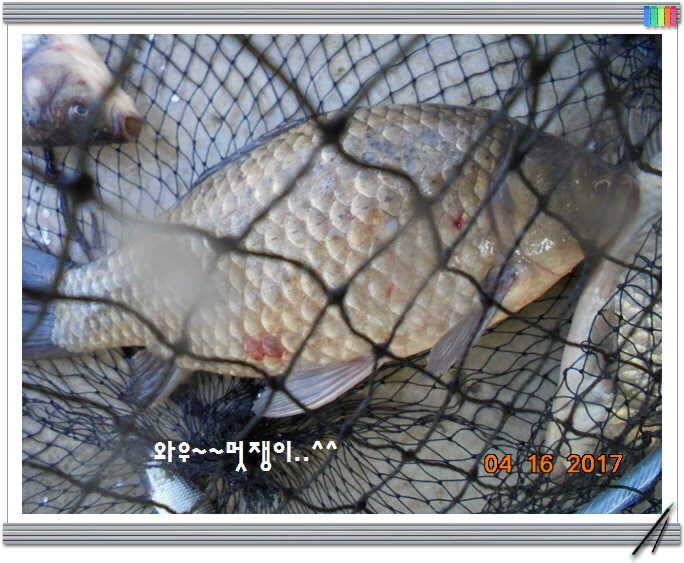 도심속의 작은 쉼터 화성 관리 낚시터입니다역사 한번 만들어 보자구요 (유료터정보 - 유료터점주조황)