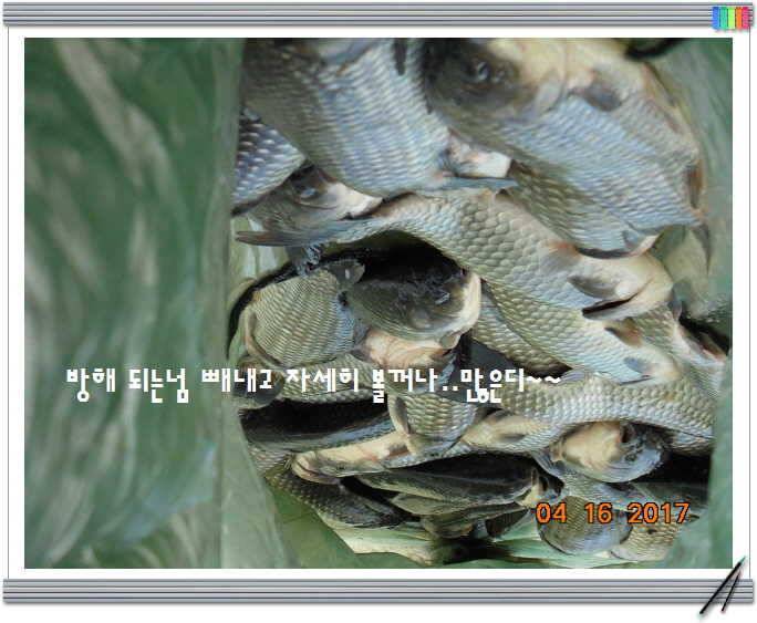 도심속의 작은 쉼터 화성 관리 낚시터입니다역사 한번 만들어 보자구요 (유료터정보 - 유료터점주조황)