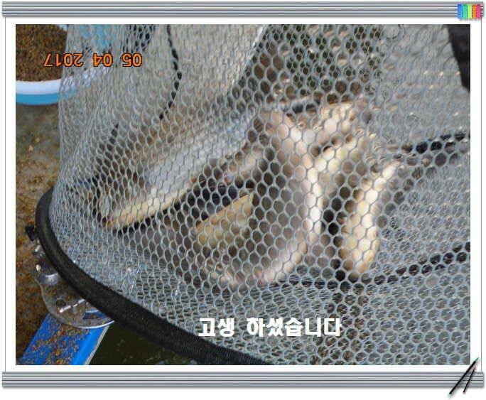 도심속의 작은 쉼터 화성 관리 낚시터입니다 (유료터정보 - 유료터점주조황)