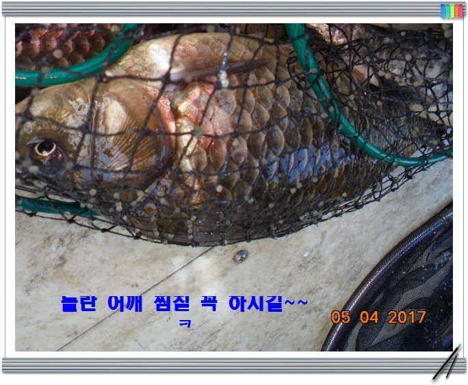 도심속의 작은 쉼터 화성 관리 낚시터입니다 (유료터정보 - 유료터점주조황)