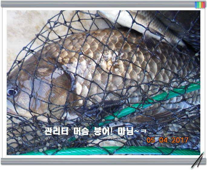 도심속의 작은 쉼터 화성 관리 낚시터입니다 (유료터정보 - 유료터점주조황)