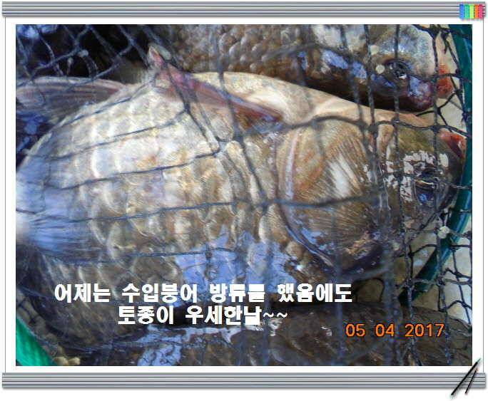 도심속의 작은 쉼터 화성 관리 낚시터입니다 (유료터정보 - 유료터점주조황)