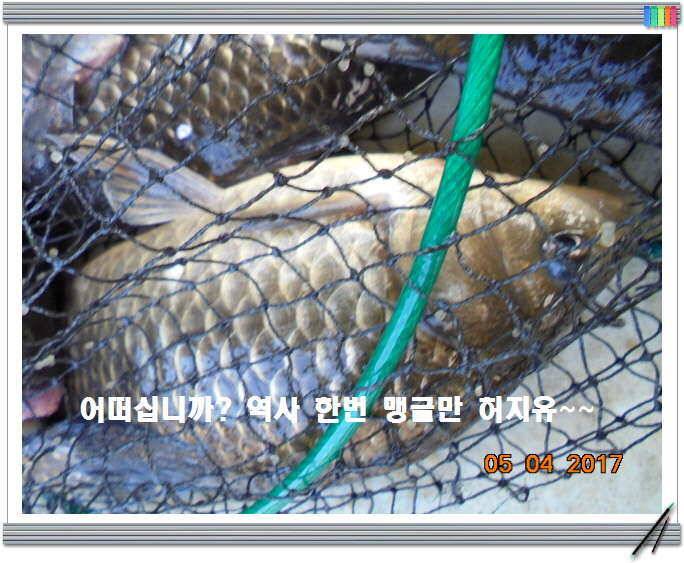 도심속의 작은 쉼터 화성 관리 낚시터입니다 (유료터정보 - 유료터점주조황)