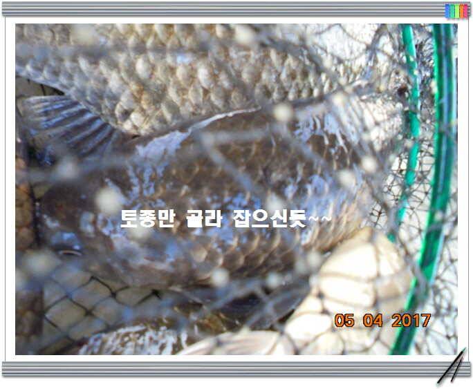 도심속의 작은 쉼터 화성 관리 낚시터입니다 (유료터정보 - 유료터점주조황)